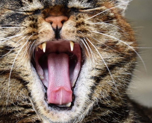 kesehatan kucing - Prins cat teeth article