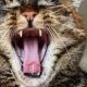 kesehatan kucing - Prins cat teeth article