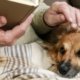Berita Belanda - article Prins Petfoods Pet Parents Plan