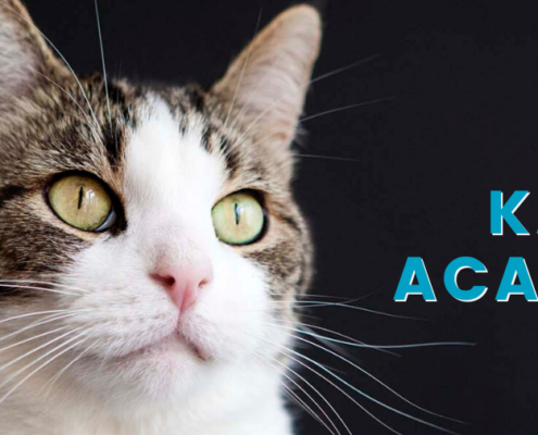 melihara kucing - Prins Cat Academy the Netherlands