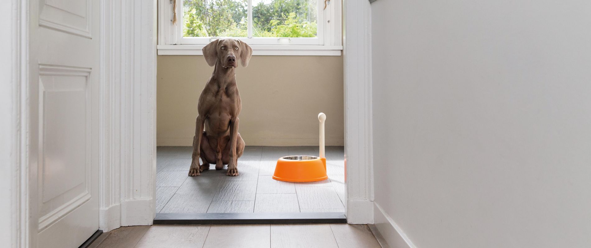 retriever high protein