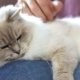 Does my cat have a food allergy? :: Prins - Indonesia - jakartapetfoods