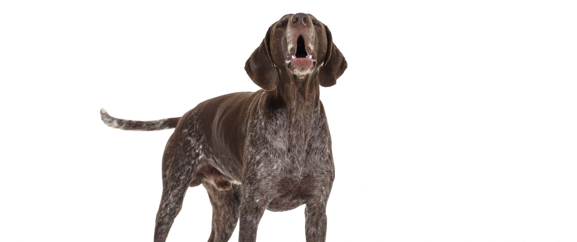 do pointer dogs howl