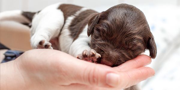 Buying a puppy - jakartapetfoods.com